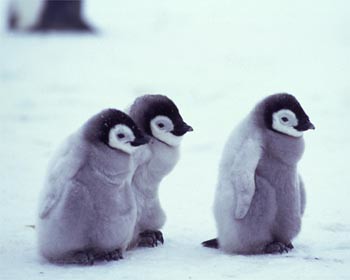 Baby penguins in the snow