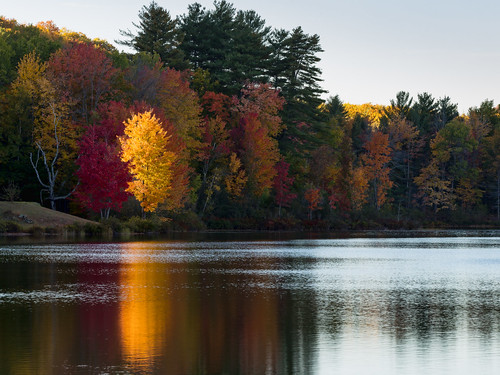golden tree burntmeadowpond browfield maine autumn fall fallcolor fallfoliage water light afternoon rpg90901 canon 6d canonef70200mmf28lisiiusm canon70200f28lll 2016 october 1608 landscape trees reflection