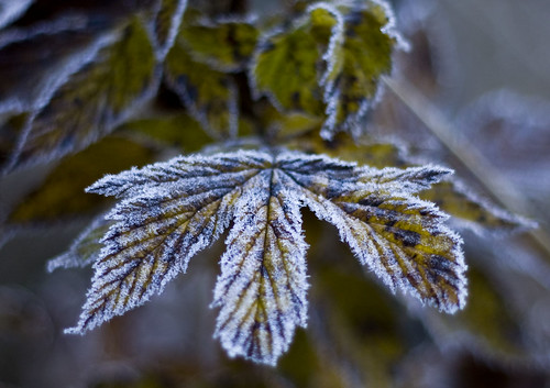 morning blue autumn winter red orange macro green fall yellow sunrise dawn leaf bush frost colours dof frosty images want getty veins canonef50mmf18ii canoneos40d johanklovsjö
