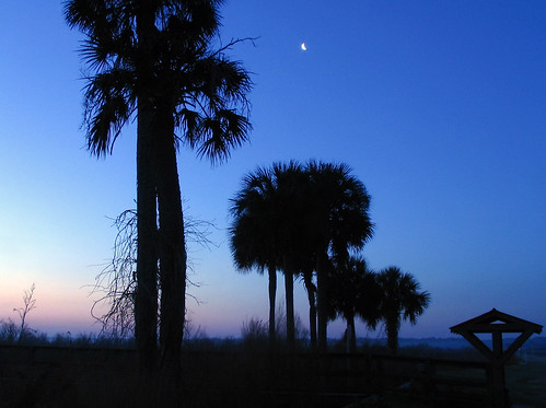 morning blue sky silhouette sunrise canon florida gainesville palmtree tropical fl paynesprairie highway441 us441