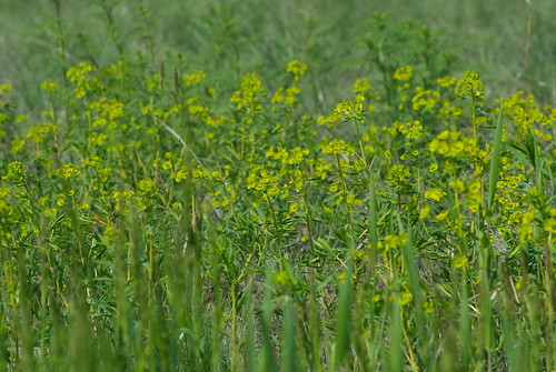 weed grassland spurge invasive leafyspurge euphorbiaesula chilcoltin