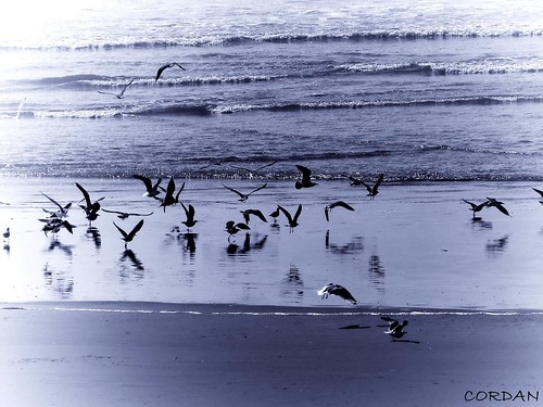 ocean blue seagulls beach water birds coast sand waves pacificocean pacificnorthwest pnw 2007 lightroom kalaloch kalalochlodge canons3is pse5 aplusphoto cordan flickrgolfclub