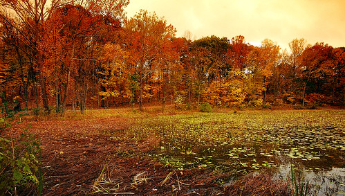 autumn ohio fall nature landscape lakealma