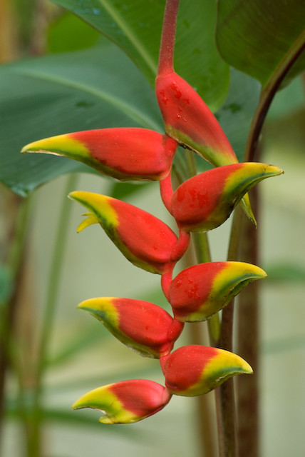 Heliconia rostrata | Flickr - Photo Sharing!