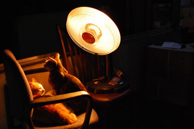 Photo:Halogen heater and two cats 03f.jpg By:midorisyu