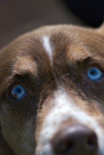 dog eye face look fur nose nikon play view blueeyes stare gaze d80 105mmf28gvrmicro