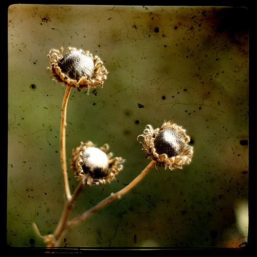 park usa brown plant flower oklahoma nature d50 geotagged three spring weed nikon kat wind dry squareformat trio stillwater withered nikkor 50mmf18d bsquare primelens ttv ndttv clementtang geo:lat=3612609 geo:lon=97050417