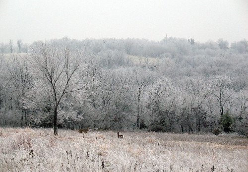 winter ice nature december deer icestorm kansas shawnee 2007 shawneemissionpark blustery wintery johnsoncounty woodlandcreatures