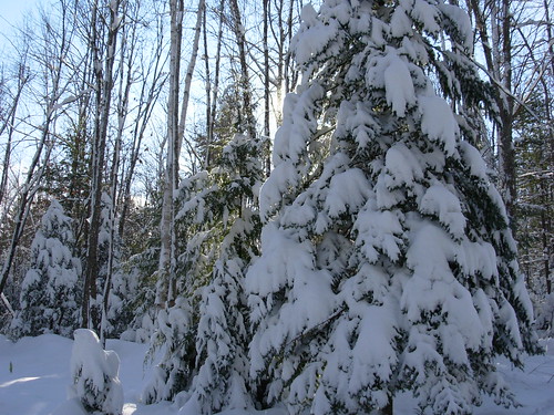 trees winter camp usa snow sunrise nikon unitedstatesofamerica maine photograph coolpix safe 2008 waterford nikoncoolpix coolpixl1 nikoncoolpixl1 waterfordmaine