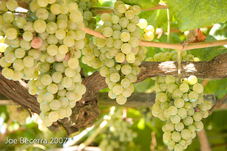 Albarino Grapes | Flickr - Photo Sharing!