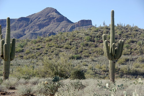 ranch arizona cactus mountain forest cacti landscape hiking trail national tonto sonorandesert cavecreek saguaros elephantmountain spurcross unature azhike alhikesaz