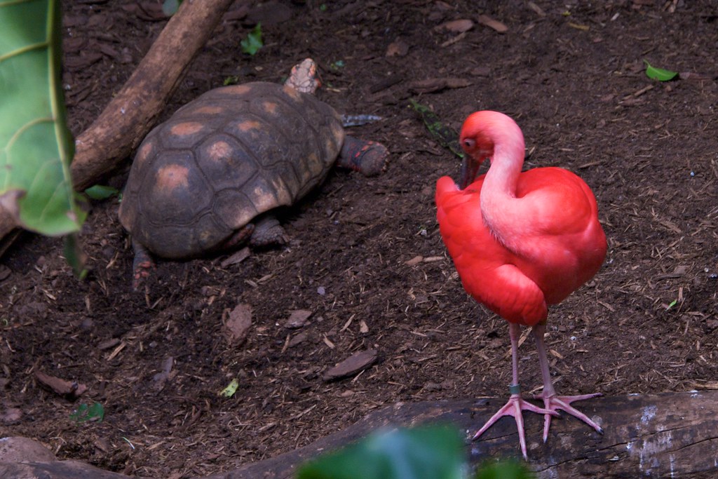 The Turtle and the Flamingo