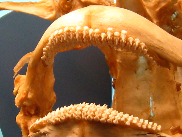 manta ray stingray teeth