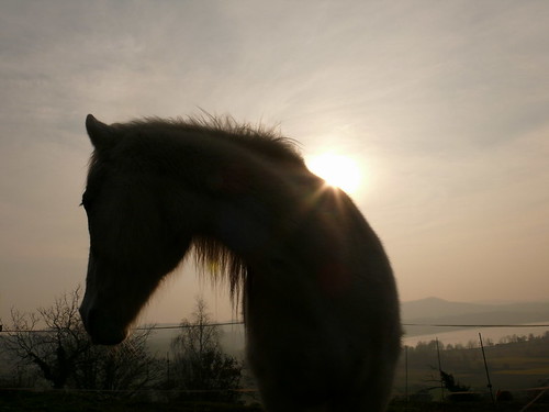 light sunset horse lake silhouette backlight equine loh