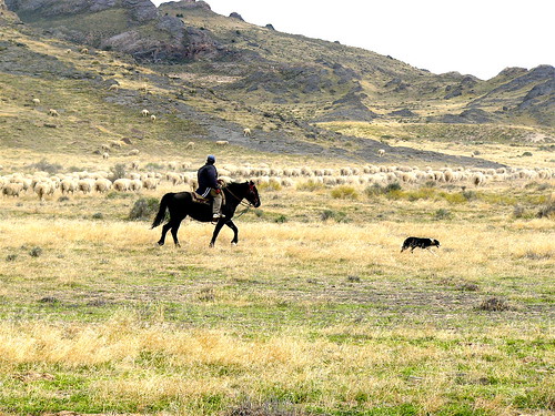 horse dog lumix utah cowboy sheep shepherd sheepdog panasonic larrypage fz10 dugway mywinners