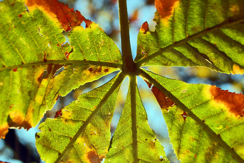 city urban color tree green nature leaves d50 leaf nikon nikond50