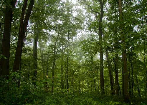 statepark camping trees hiking pennsylvania backpacking schellgames oilcreekstatepark gerardhikingtrail