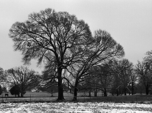trees winter bw snow film rural 35mm canon landscape geotagged photography photo texas wickdartsdesign ericwaisman