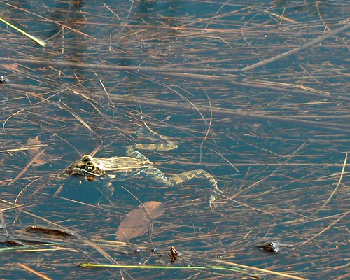 park ohio nature water frog prairie irwin leopardfrog northernleopardfrog ranapipiens irwinprairie