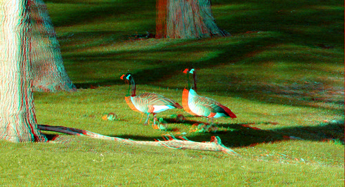 tree bird geese stereoscopic stereophoto 3d spring anaglyph anaglyphs redcyan 3dimages 3dphoto 3dphotos 3dpictures stereopicture