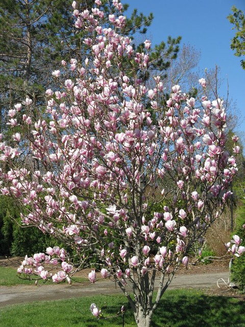 magnolia x soulangiana  saucer magnolia