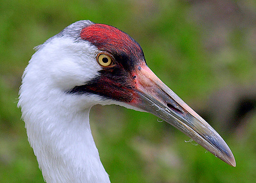portrait bird closeup florida head whoopingcrane grusamericana featheryfriday aswpix specanimal homosassaspringswildlifestatepark avianexcellence