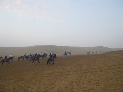 horses sunrise egypt giza مصر جيزة