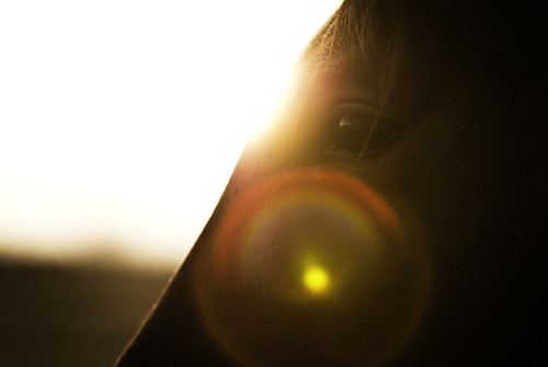 horses horse sun eye lensflare nikkor 85mm18