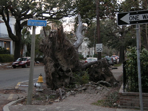 Upturned tree