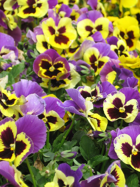 Purple and yellow pansies | Flickr - Photo Sharing!