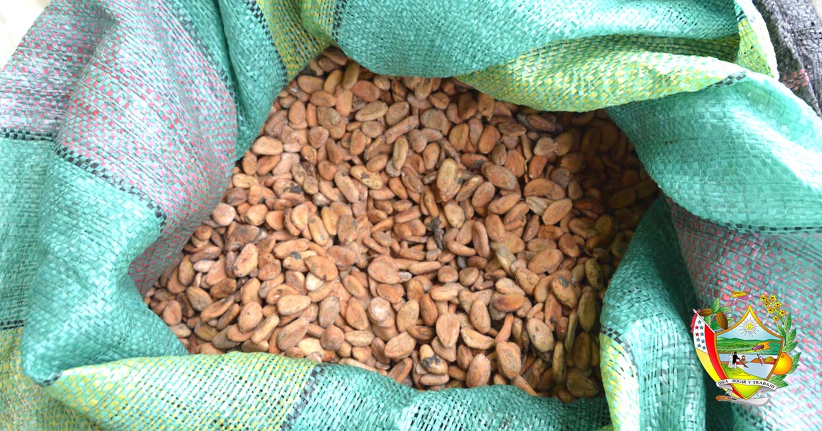 Comerciantes de cacao en Chone celebran la denominación como Capital Mundial