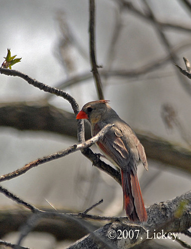 bird nature birds outdoors cardinal wildlife fowl northern redbird missouribirds