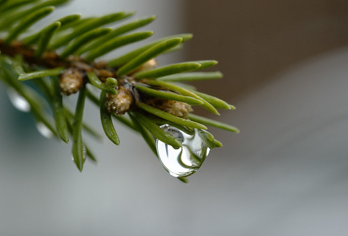macro tree green nature water rain closeup pine reflections branch dof bokeh drop needle twig