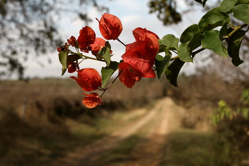 top20texas poteet texas tx 78065 bougainvillea atascosacounty vanishing point bruceceichmanphotography better then good red flower vine sky strawberrycapitaloftexas bceichman02 bruce c eichman photography ©allrightsreserved nana paw pawpaw atascosa county