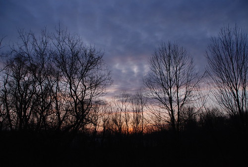 trees sunset