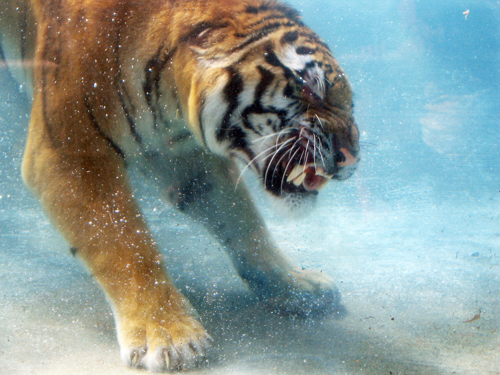 Underwater Tiger 2