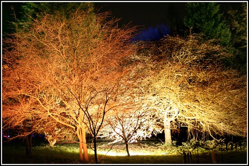 Beautifully lit trees in a garden.