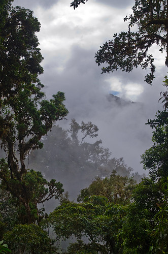 mountain rainforest costarica cloudforest oaktrees chirripo cerrochirripo nikond7000 amistadnationalpark chirripotrain