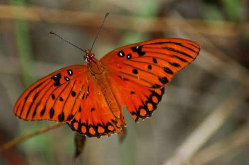 orange beach nature butterfly insect outdoors shore wound grandisle