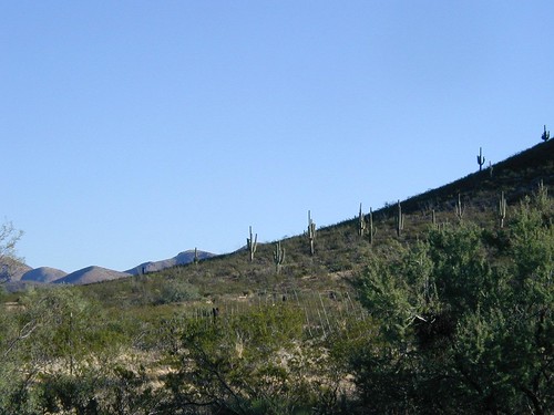 arizona cactus saguaro