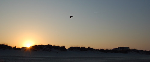 sunset bird beach seagull northcarolina corolla