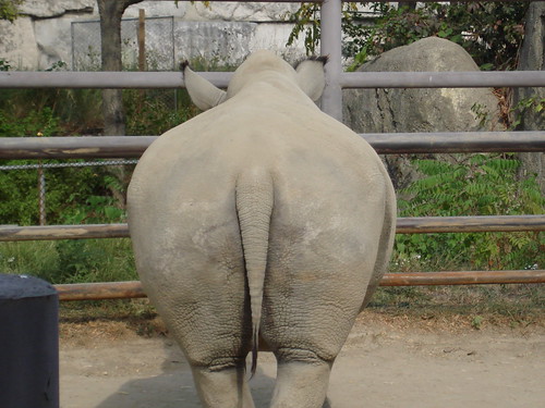 autumn usa me animal indiana butts rhino rhinoceros blueribbonwinner