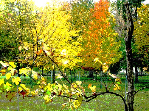autumn trees italy grapevine posterize monterealevalcellina photootheday
