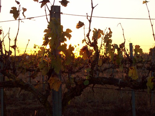 sunset vineyard
