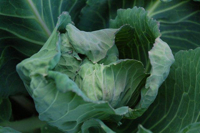 Image of cabbage by shiny