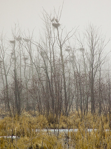 bird heron nest swamp marsh greatblueheron rookery sonyf707 houghtonlakeflooding