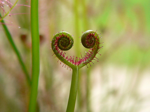 Even insectivorous plants have a heart