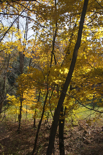 autumn fall colours maryland foliage westernmaryland frostburgmaryland