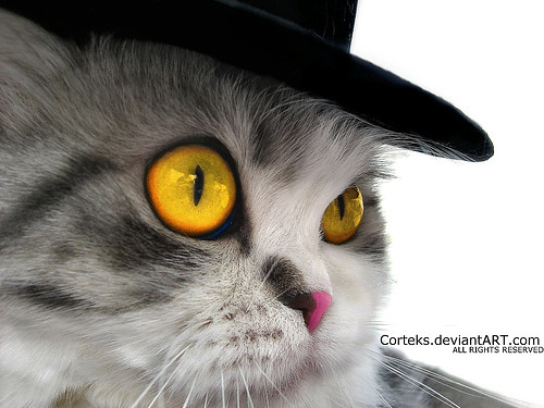 A cat in a Hat