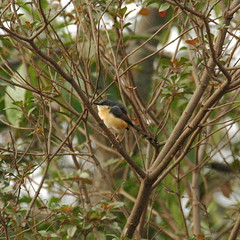 Birds of Hebbal Lake, Bangalore